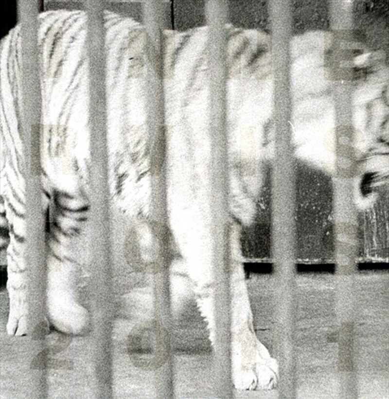 Long Way Coppa/Product Detail/Dance