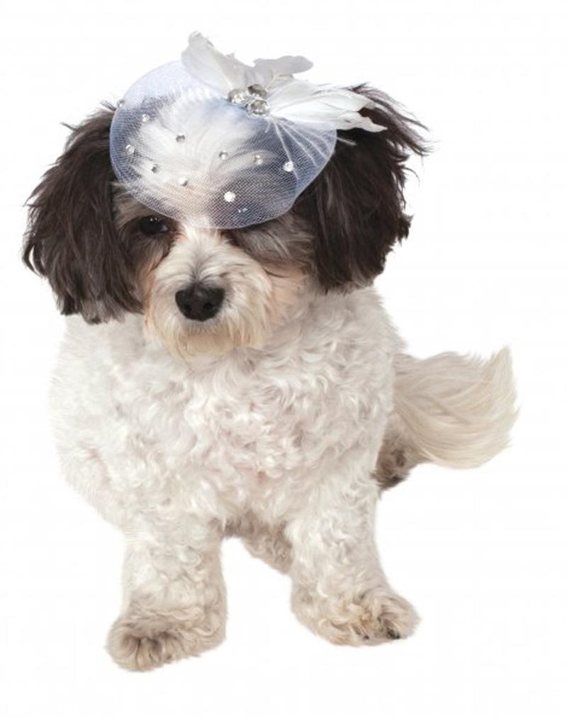 Fancy Formal Hat S-M/Product Detail/Pet Accessories