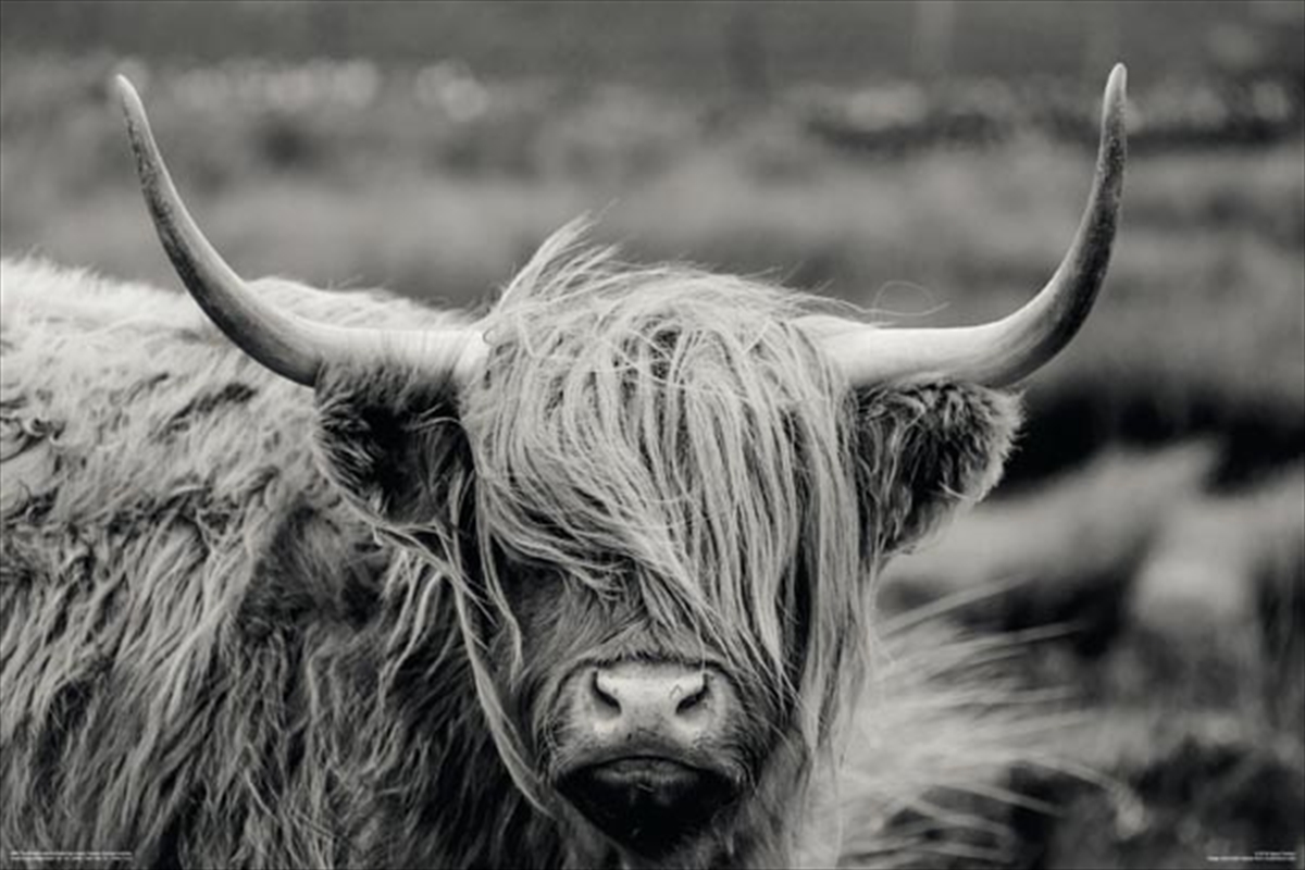 Hamish The Highland Cow/Product Detail/Posters & Prints
