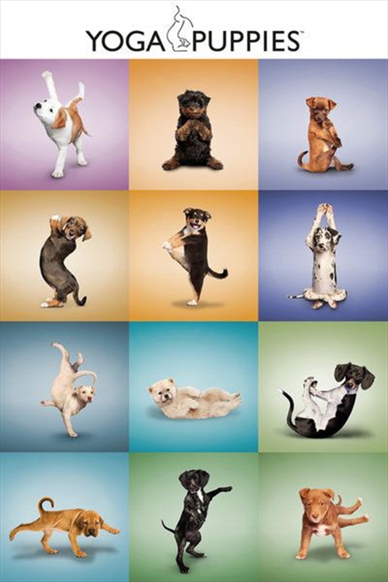 Yoga Puppies/Product Detail/Posters & Prints