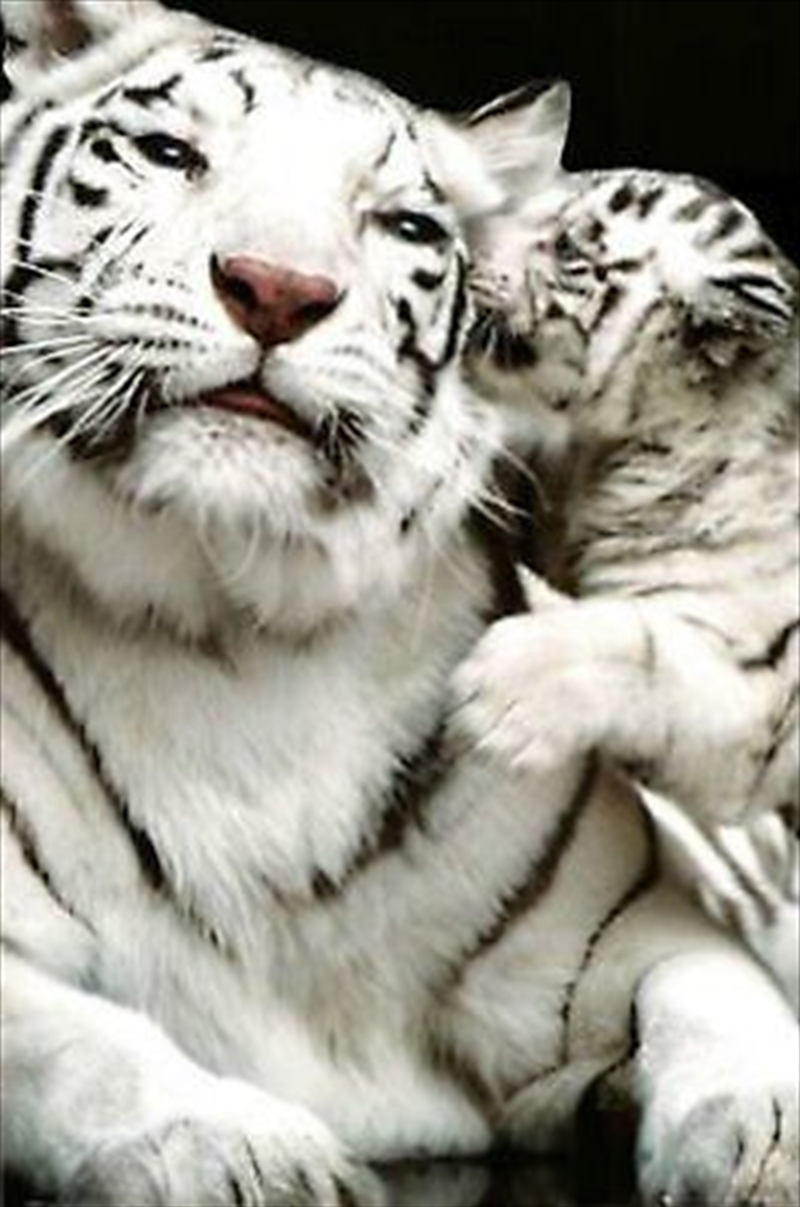 White Tigers-Mother'S Love/Product Detail/Posters & Prints