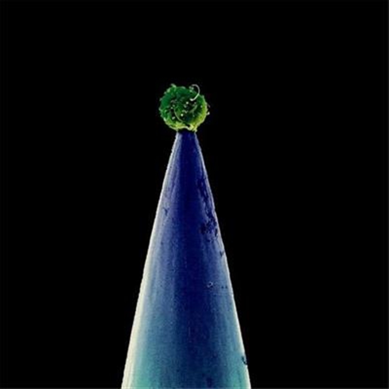 New Blood/Product Detail/Rock