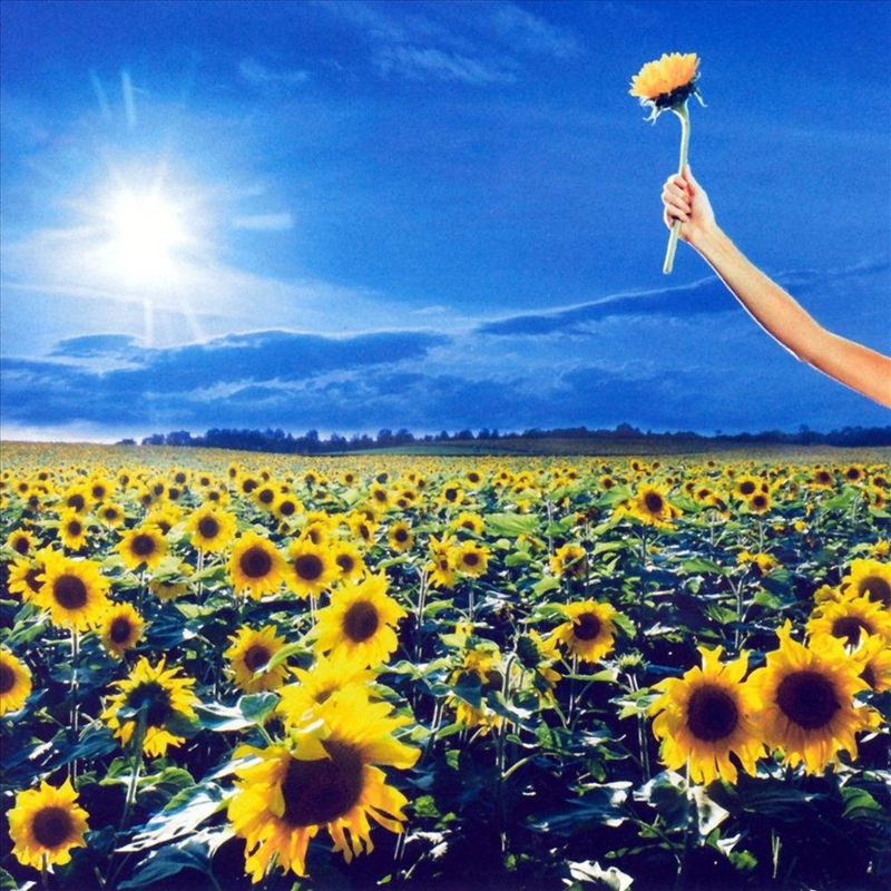 Thank You/Product Detail/Rock