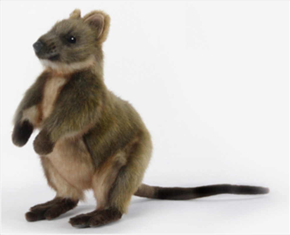 Quokka 22cm H/Product Detail/Plush Toys