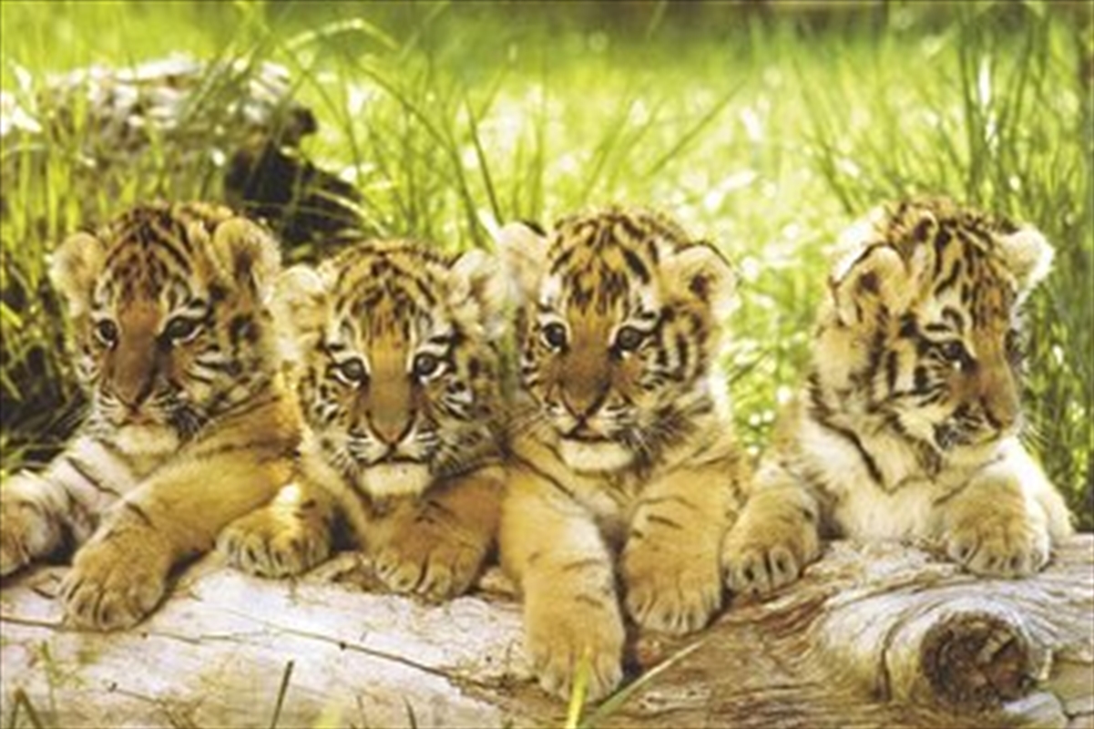 Four Tiger Cubs/Product Detail/Posters & Prints