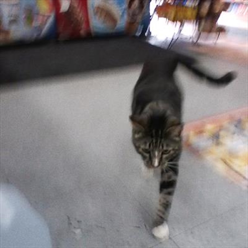 I Also Want To Die In New Orleans/Product Detail/Alternative