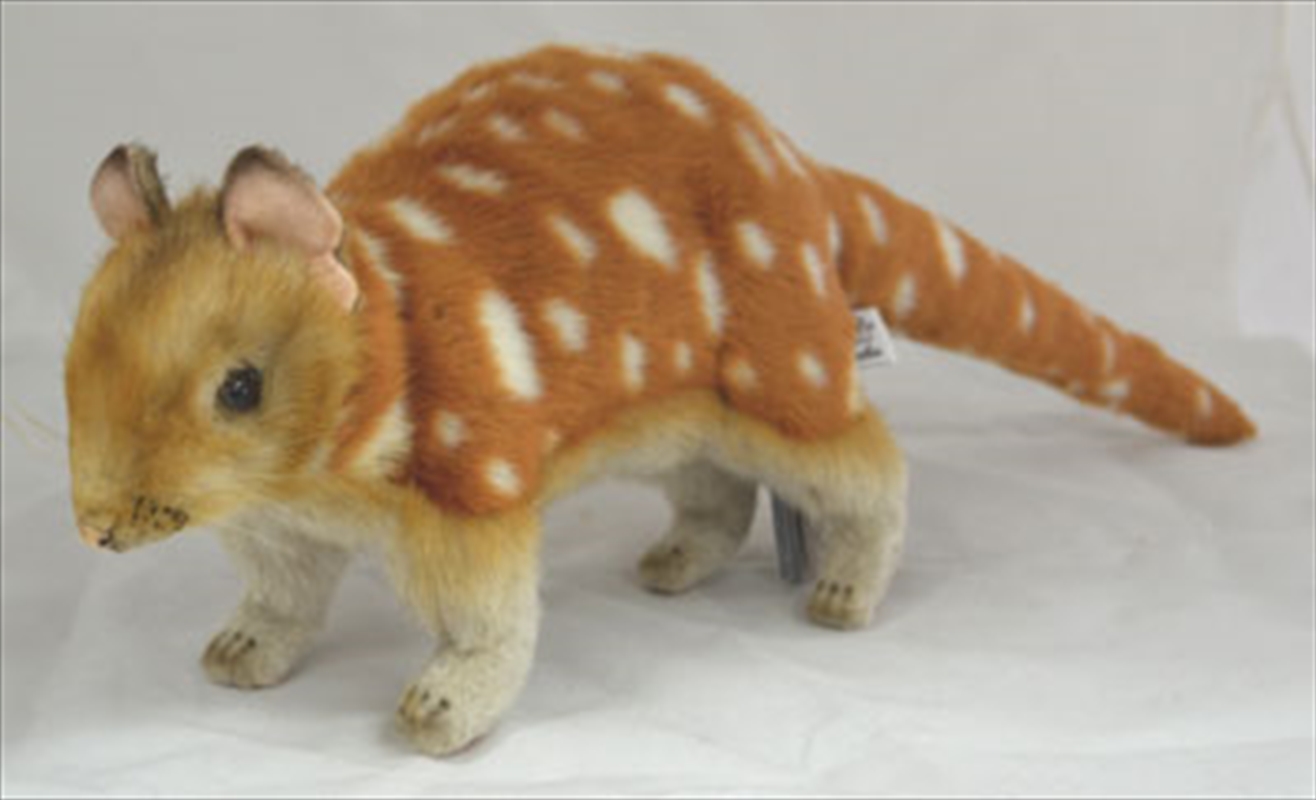 Quoll 57cm L/Product Detail/Plush Toys