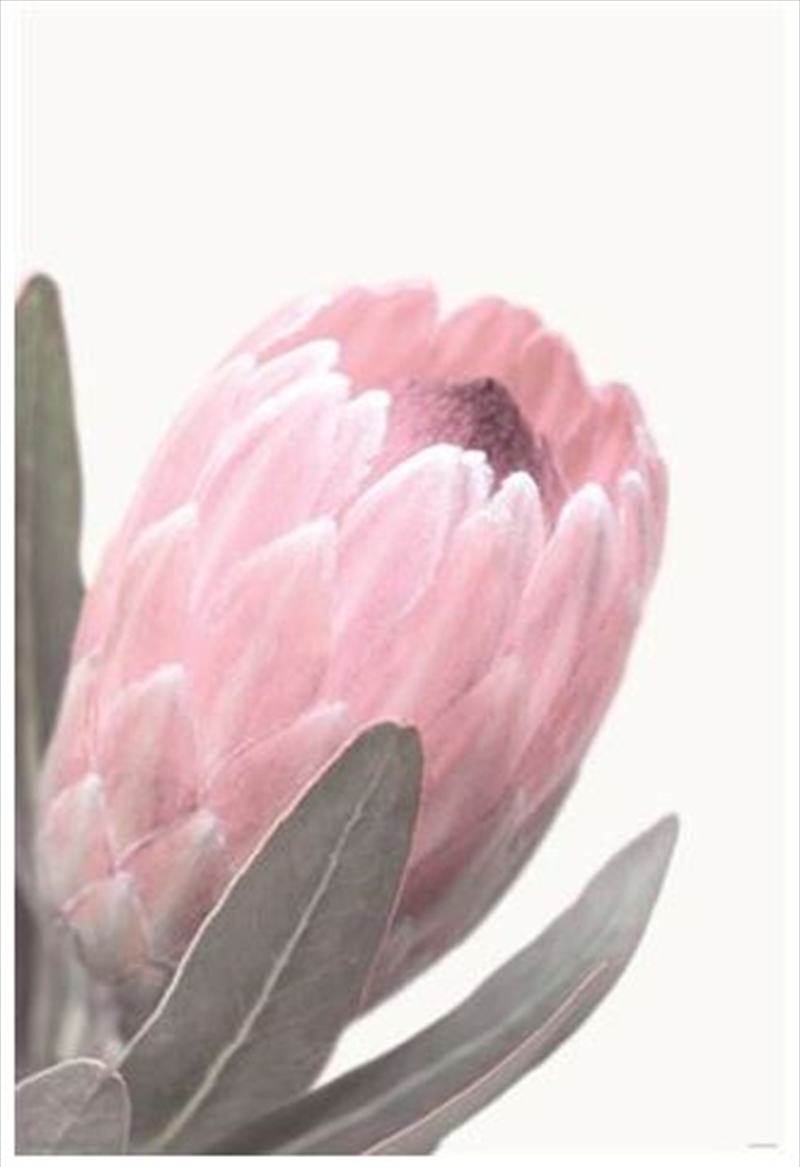 Pale Pink Protea | Merchandise