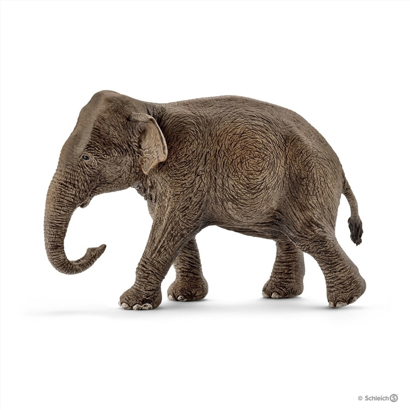 Schleich Figure - Asian Elephant: Female/Product Detail/Play Sets