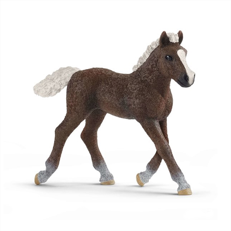 Schleich Figure - Black Forest Foal/Product Detail/Play Sets