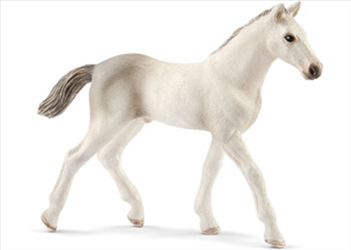 Schleich - Holsteiner Foal/Product Detail/Play Sets