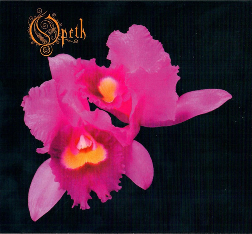 Orchid/Product Detail/Hard Rock