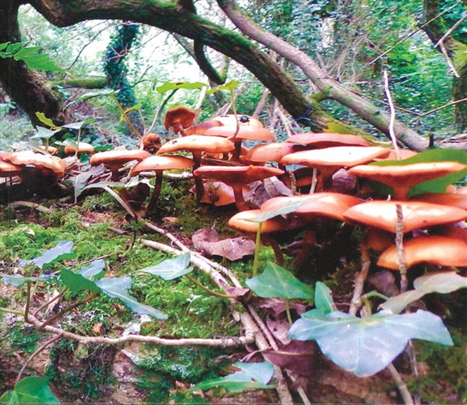 Mushroom Project/Product Detail/Rock