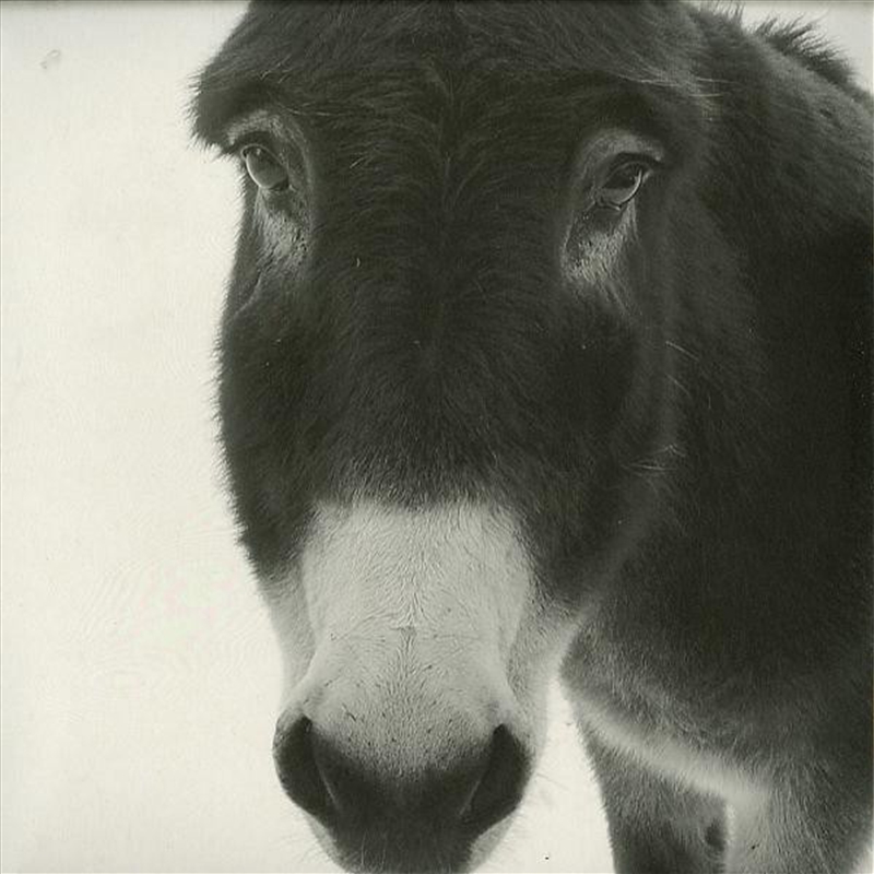 Goldenbaum/Product Detail/Dance