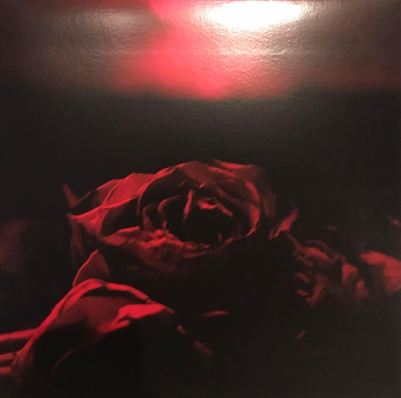 Roses/Product Detail/Rock