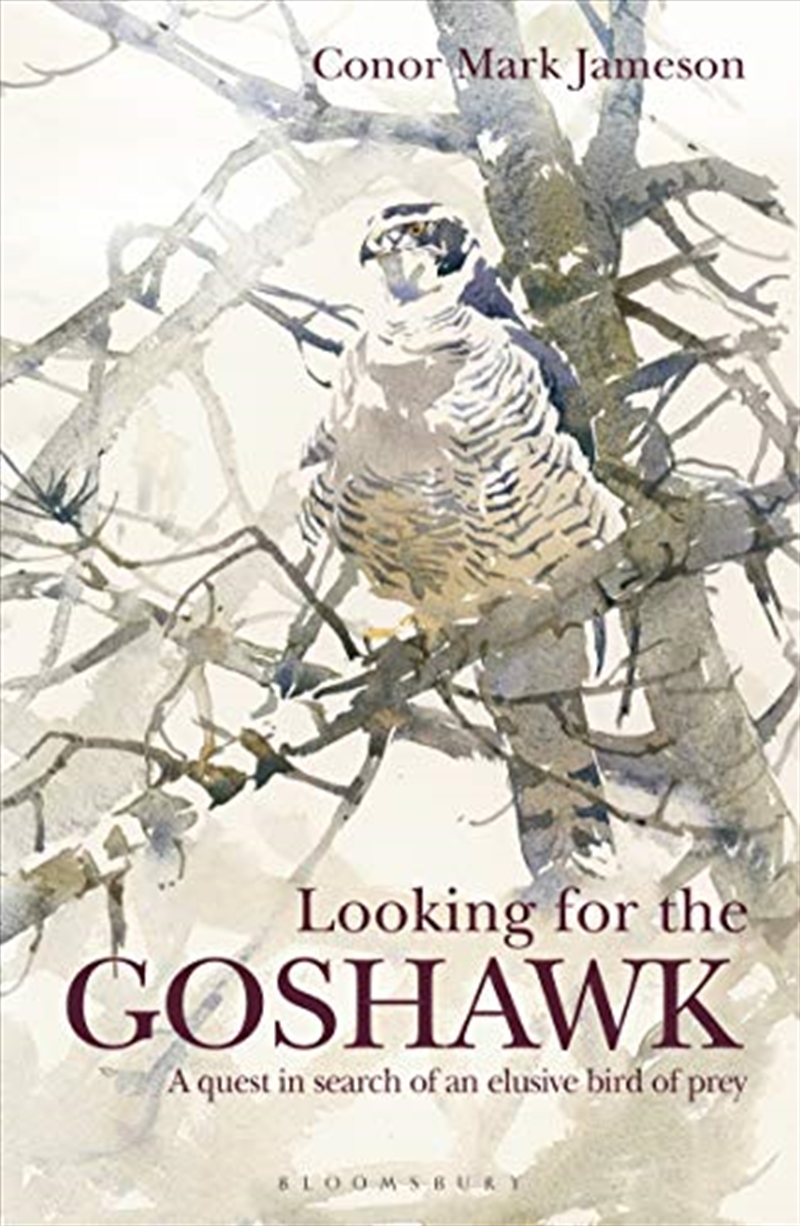 Looking for the Goshawk/Product Detail/Animals & Nature