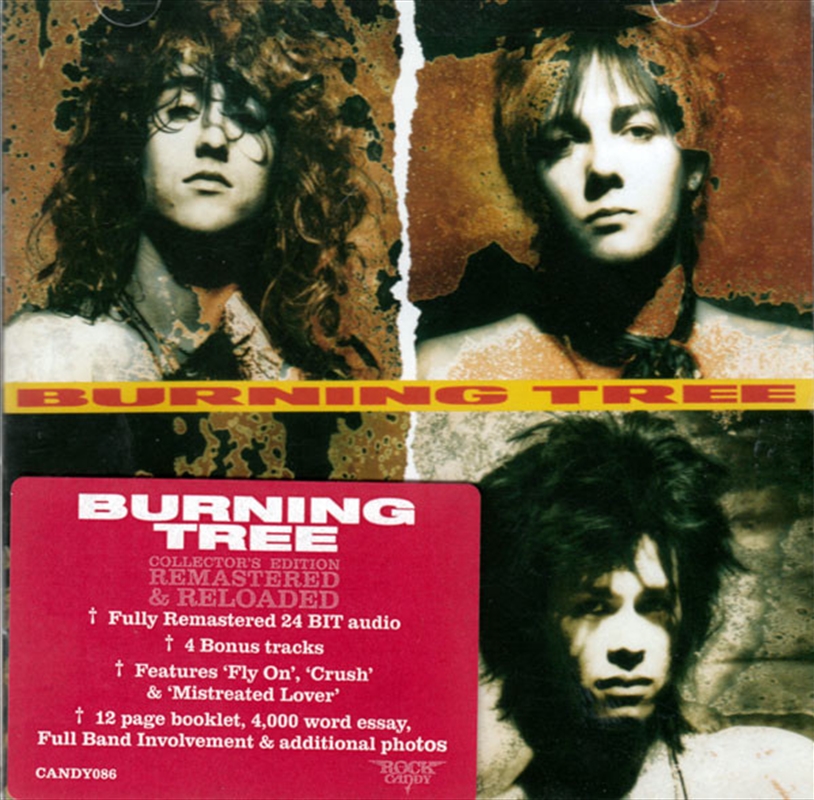 Burning Tree/Product Detail/Rock