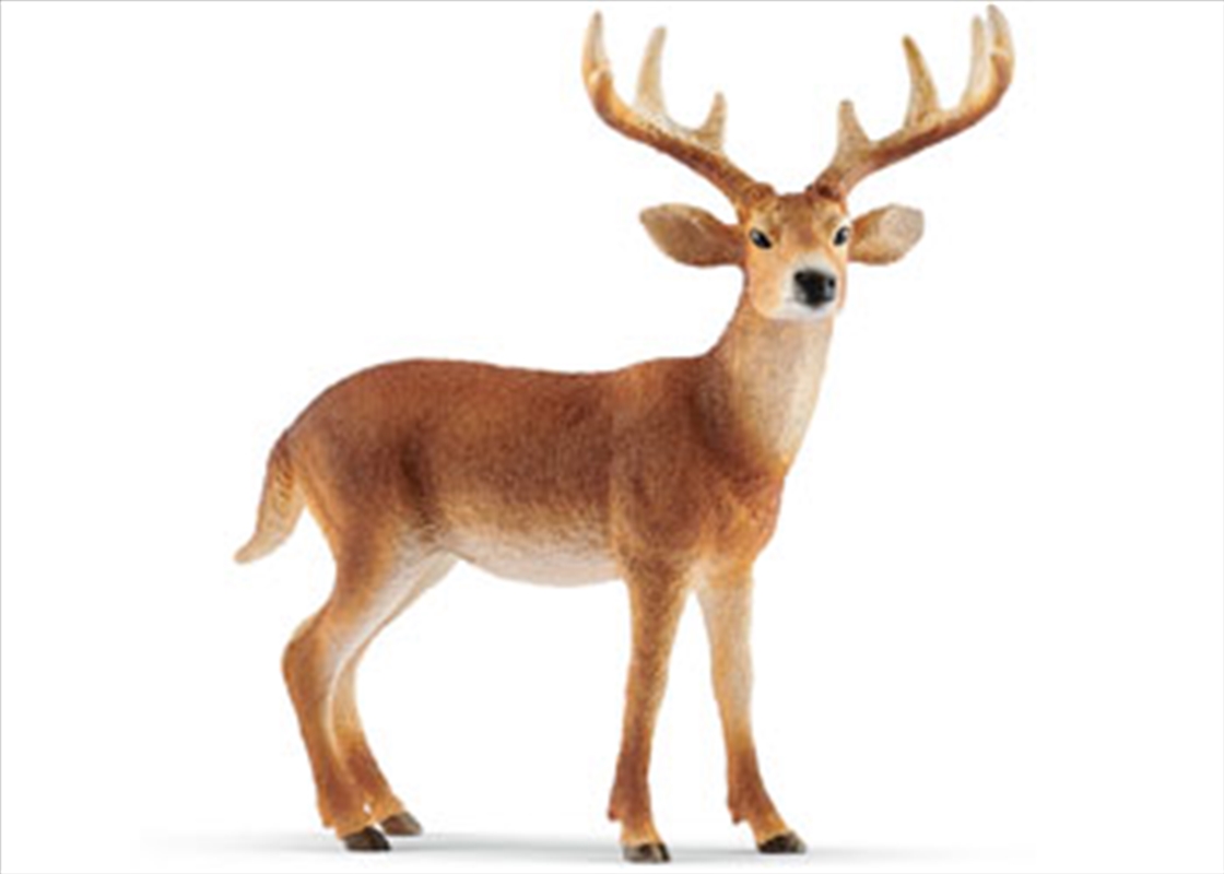 Schleich-White-tailed buck/Product Detail/Play Sets