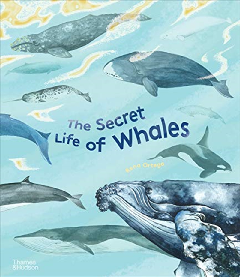 The Secret Life of Whales | Hardback Book