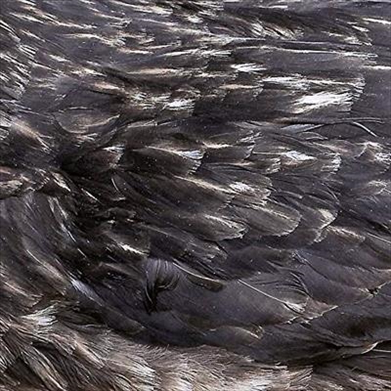 Arstidir/Product Detail/Alternative