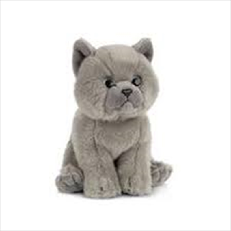 British Grey Sh Kitten 16cm | Toy