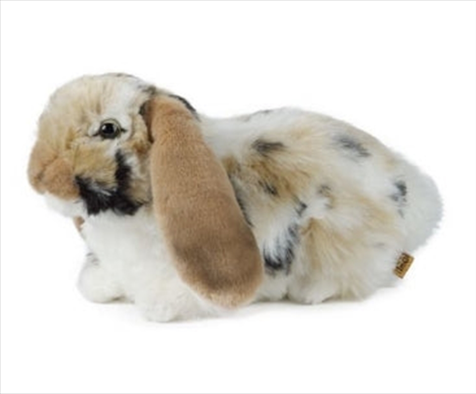 Brown Dutch Lop Ear 30cm/Product Detail/Plush Toys