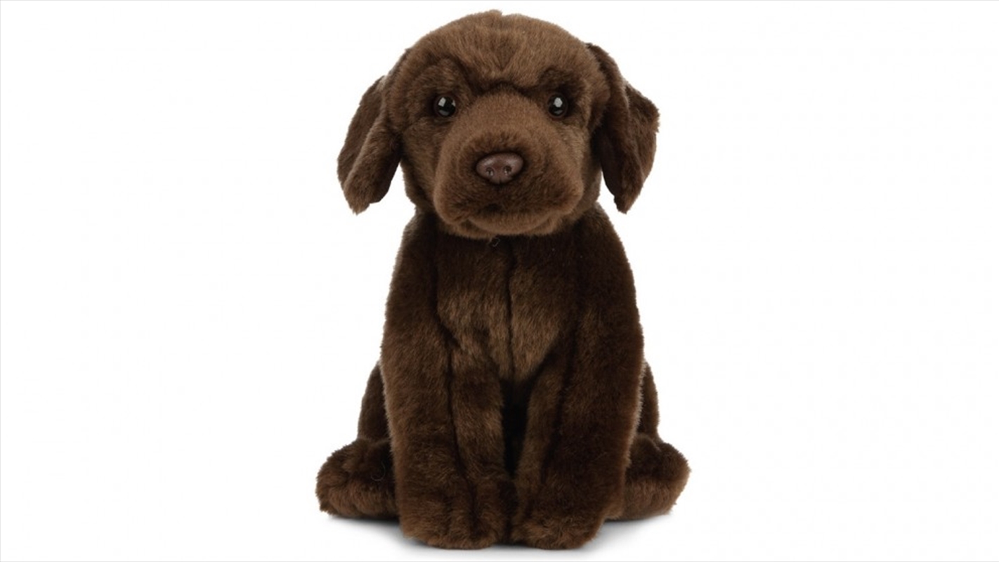 Chocolate Labrador 20cm/Product Detail/Plush Toys
