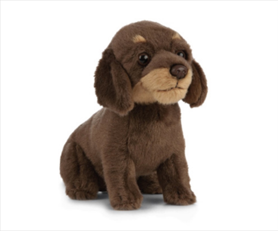 Dachshund Puppy 16cm | Toy