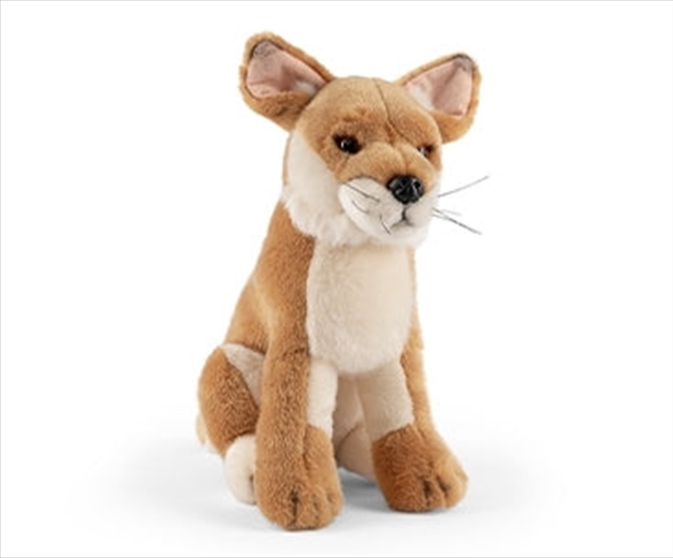 Dingo/Product Detail/Plush Toys