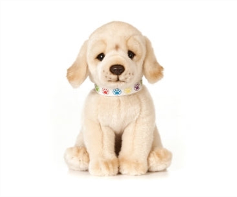 Golden Labrador Puppy 24cm/Product Detail/Plush Toys