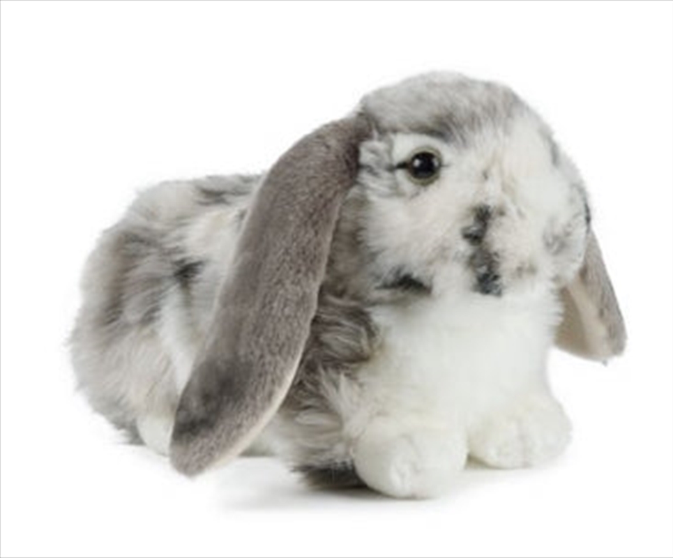 Grey Dutch Lop Ear 30cm/Product Detail/Plush Toys