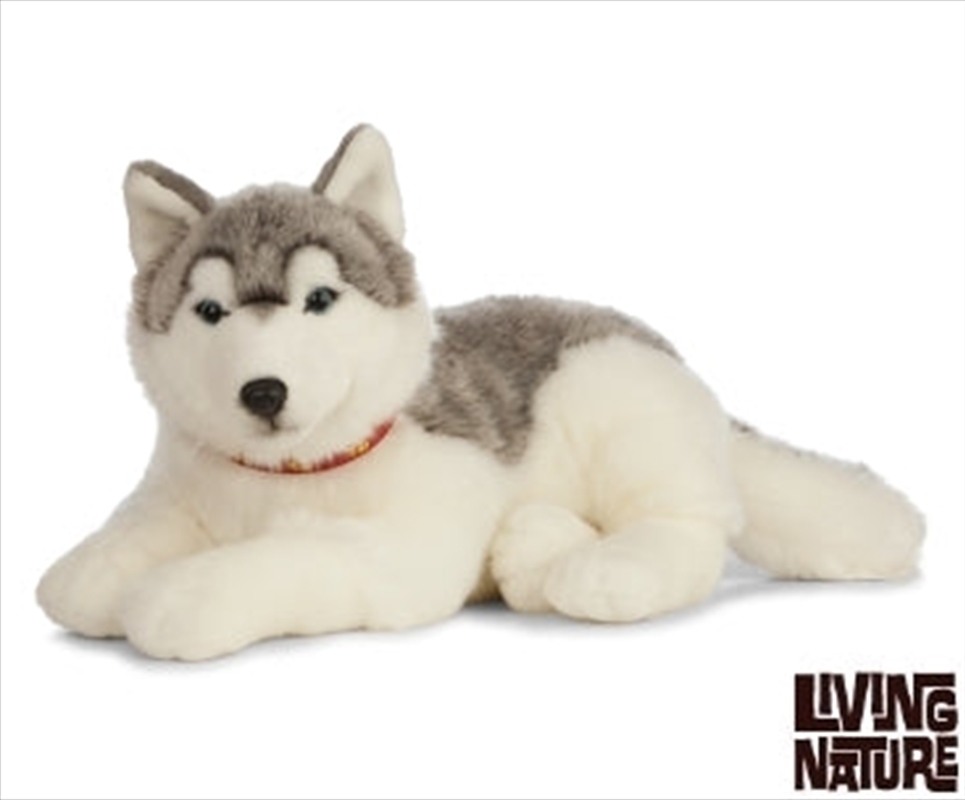 Husky Dog 60cm | Toy