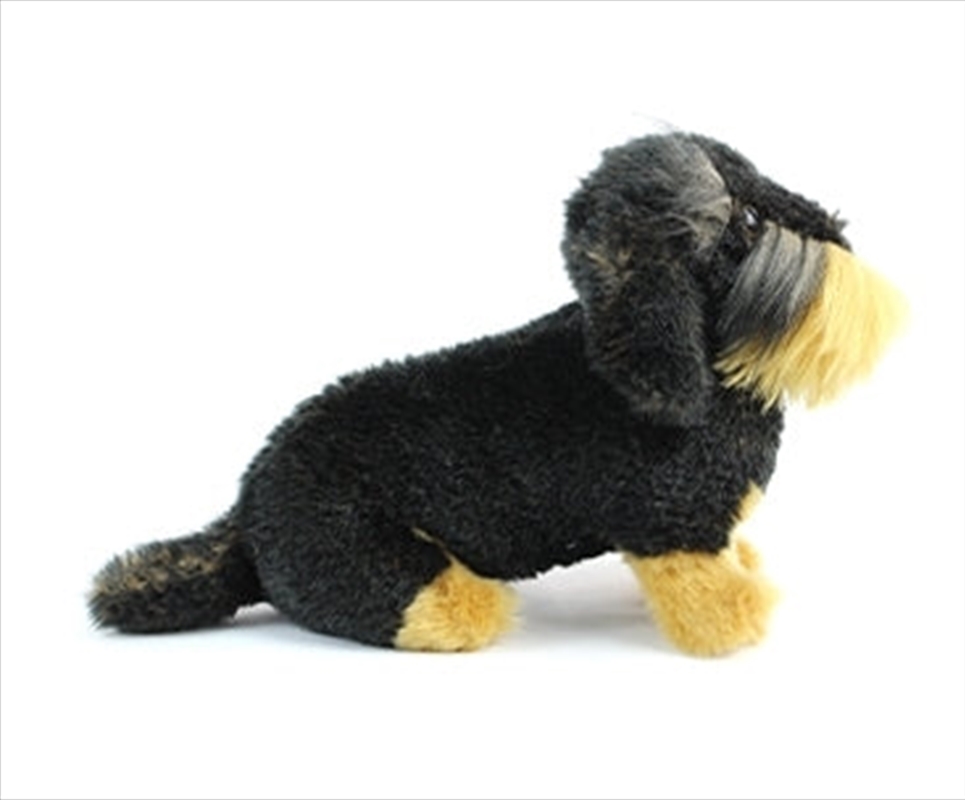 Wire Haired Dachsund Puppy | Toy