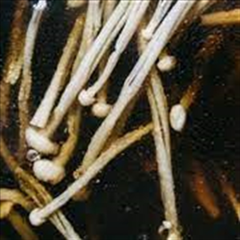 II/Product Detail/Dance