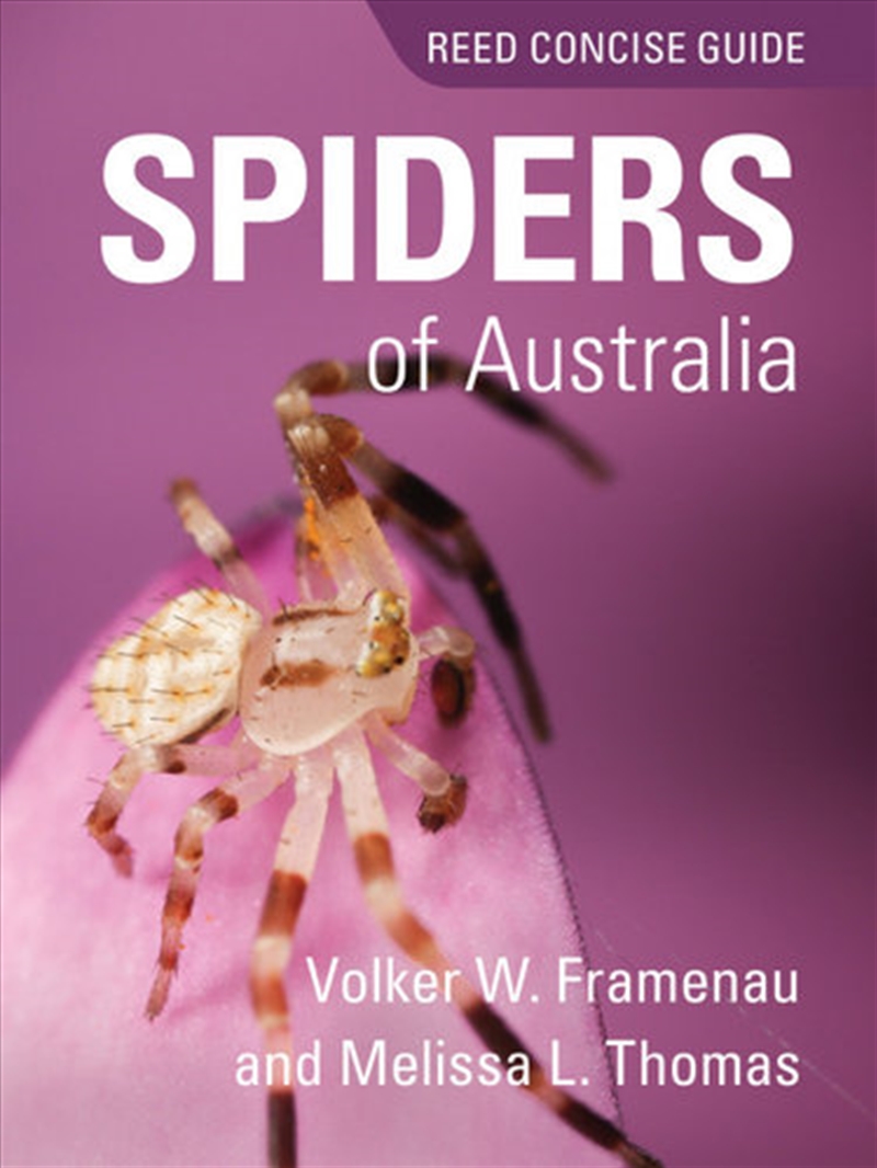 Buy Spiders of Australia Reed Concise Guide Online Sanity