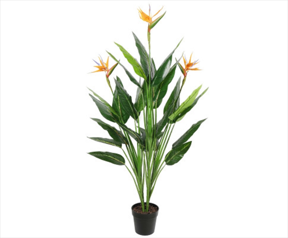 Potted 150cm Bird Of Paradise/Product Detail/Sport & Outdoor