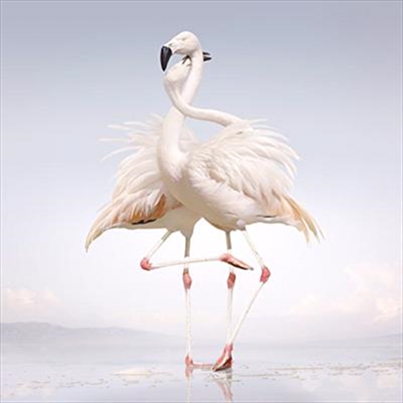 Green Language/Product Detail/Dance