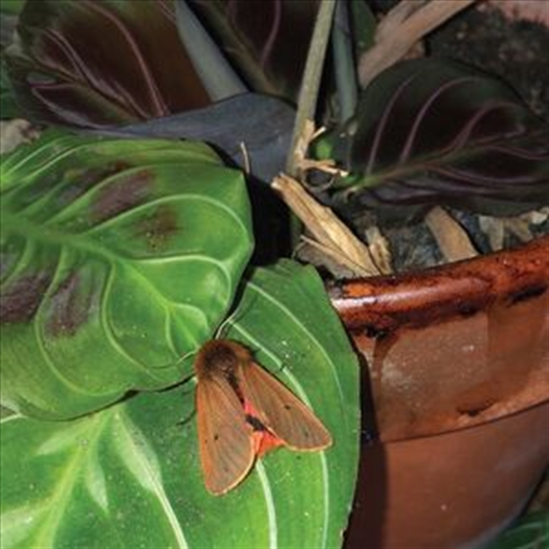 Lexicon Hall/Product Detail/Dance