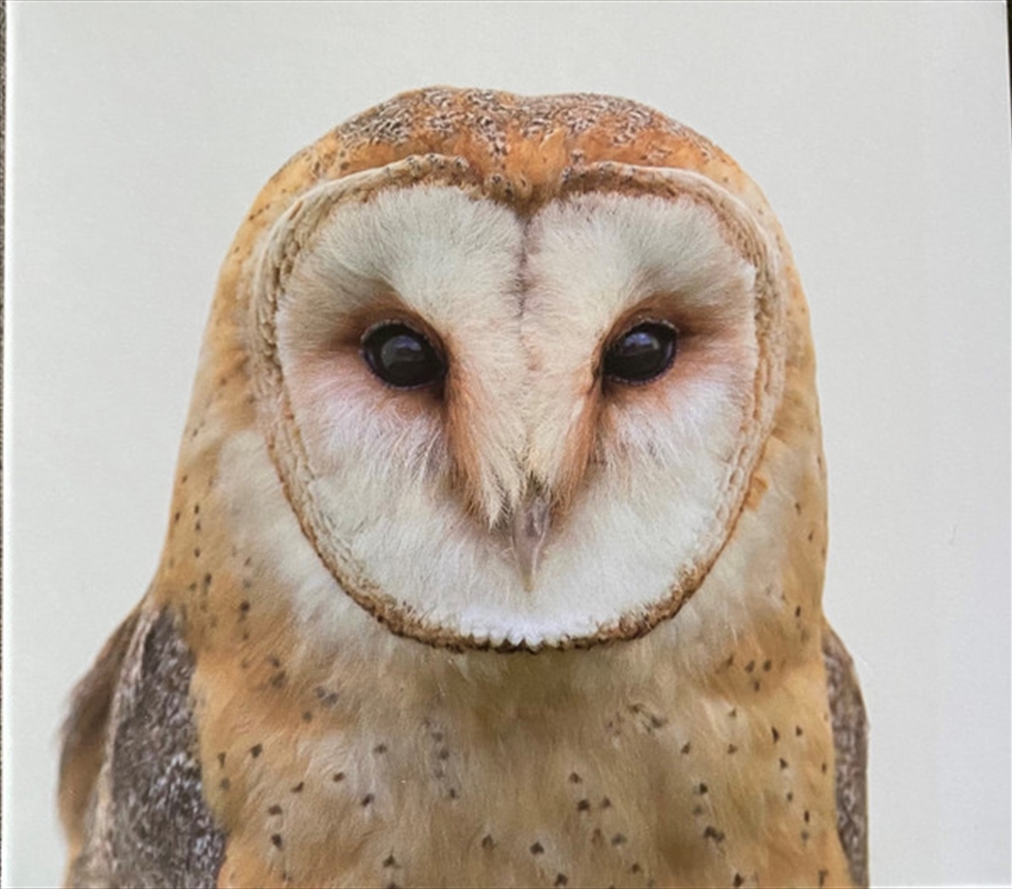 L Effet Rebond/Product Detail/World