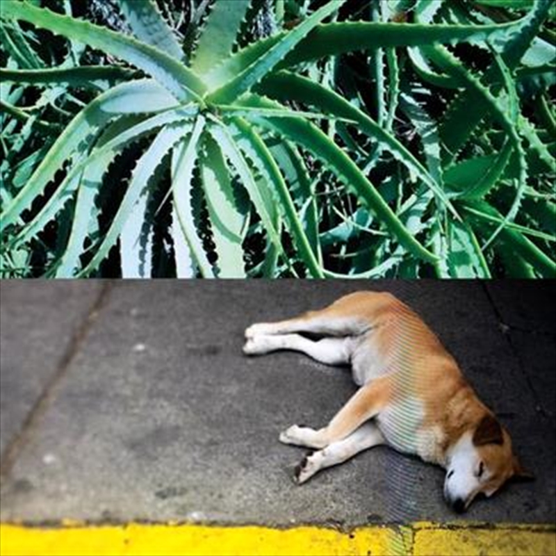 All The Things That Happen/Product Detail/Dance