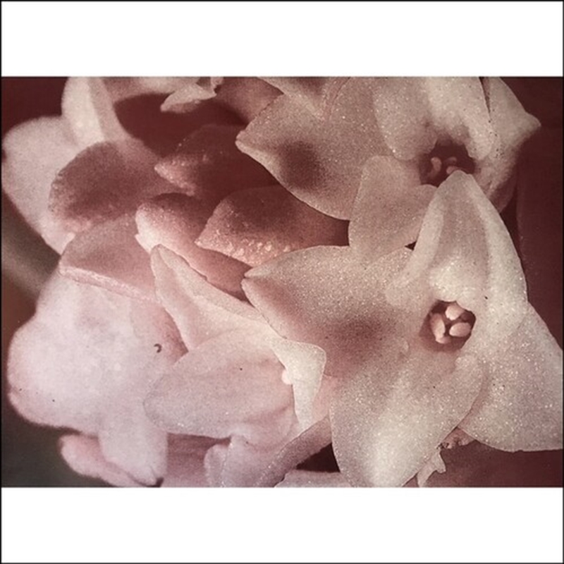 Masonna Vs Banamara/Product Detail/Dance