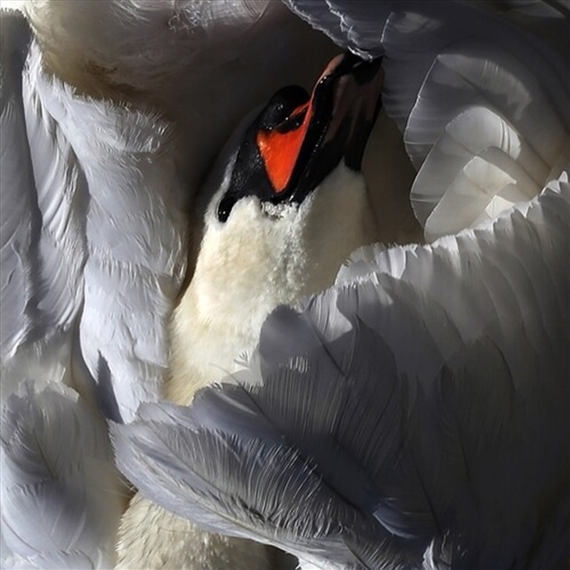 Even The Chimera/Product Detail/Specialist