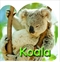 Steve Parish Board Book: Koala
