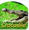 Steve Parish Board Book: Crocodile